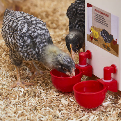 🐔50% RABATT⏰ Automatischer Wasserspender für Hühner – hält Wasser sauber und frisch für gesunde Aufzucht💧