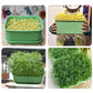 🌱💚Stackable Bean Sprout Growing Box🎉 Second One at Half Price! Mehrschichtiges Design, perfekt für den Heimanbau, gesundes grünes Leben!